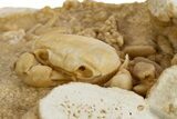 Fossil Crab (Potamon) Preserved in Travertine - Turkey #315131-2